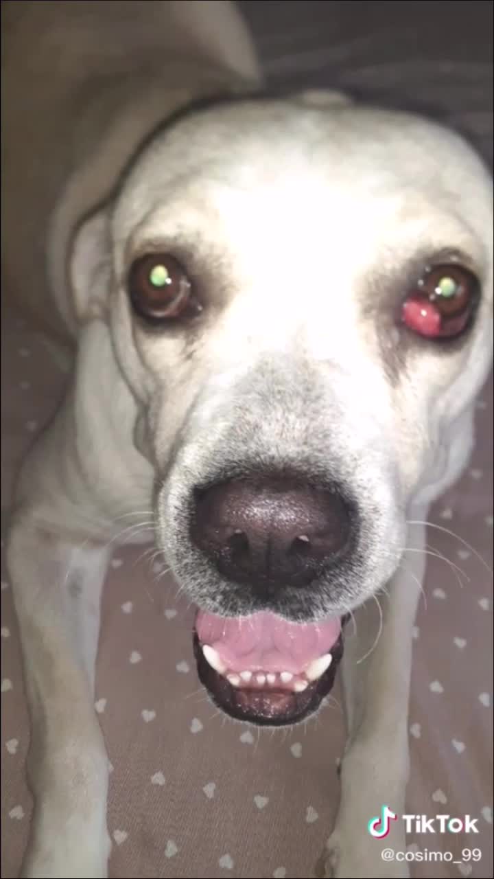 @I_miei_animali❤️
