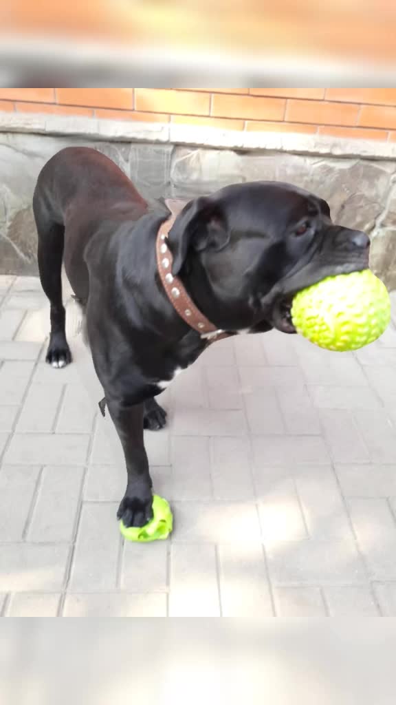 @🐶Dog_tik_tok🐶