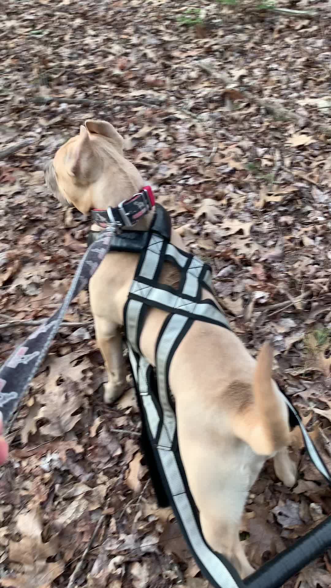 @Mount_Ruckus_Kennels