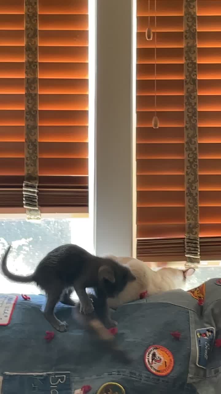 @motel cats