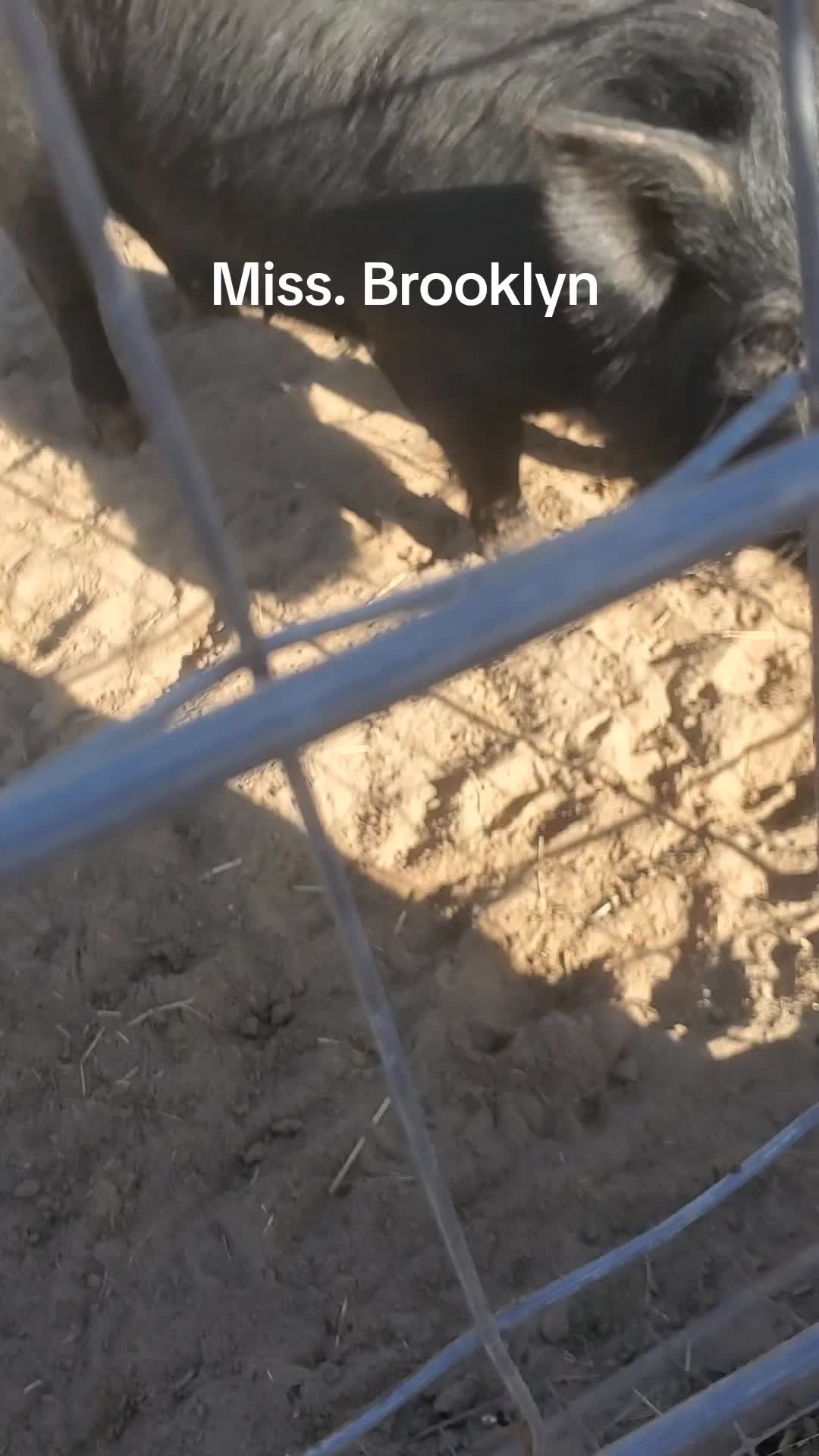 @Our Family Farm