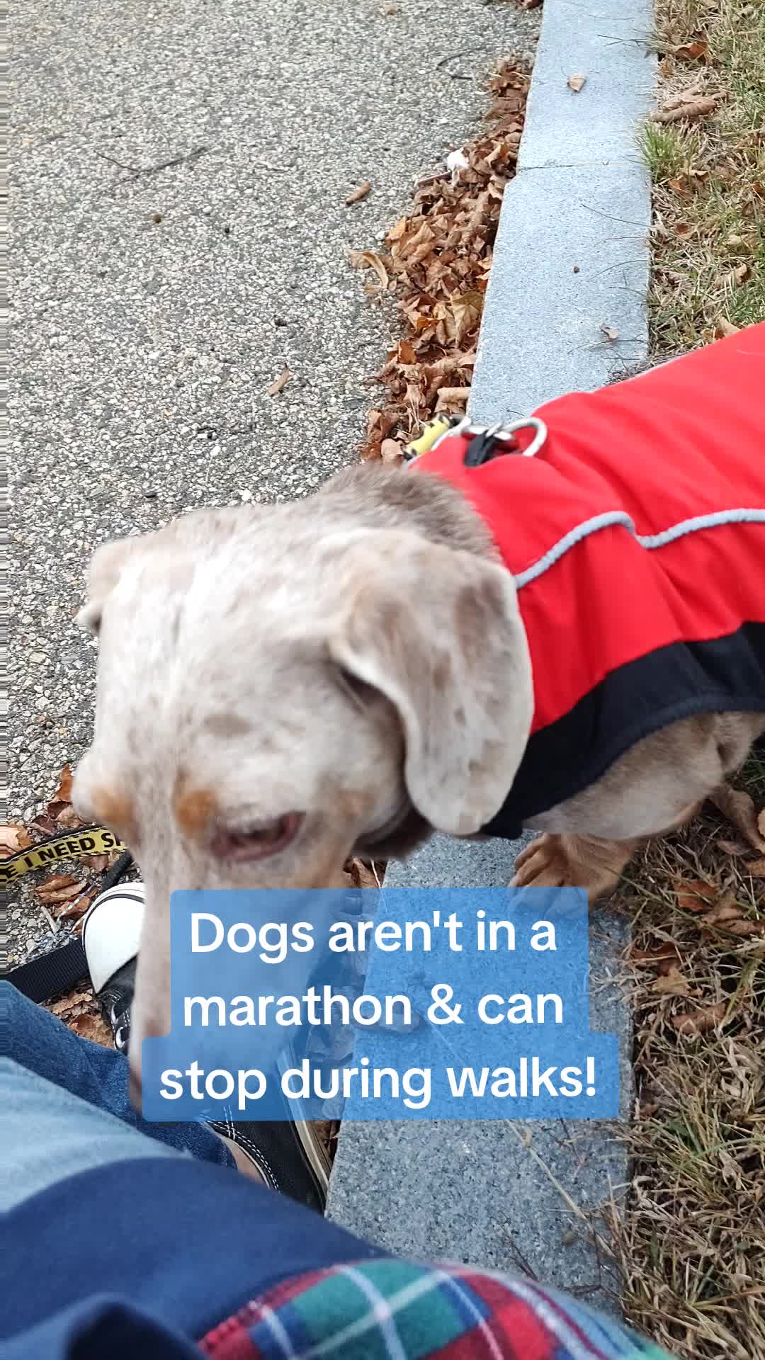 @TeachersPetSitting