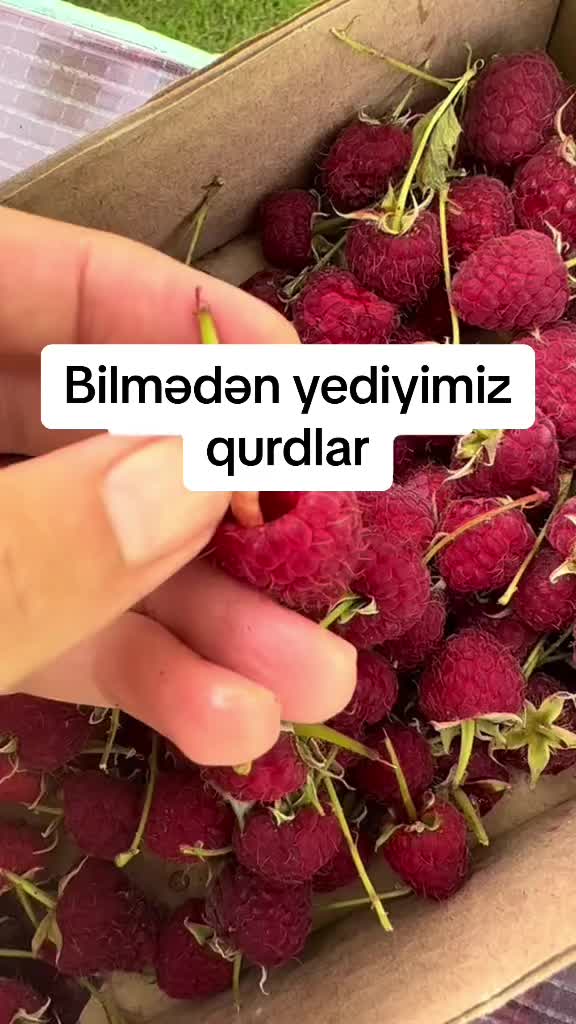 @Leyla Gadirova