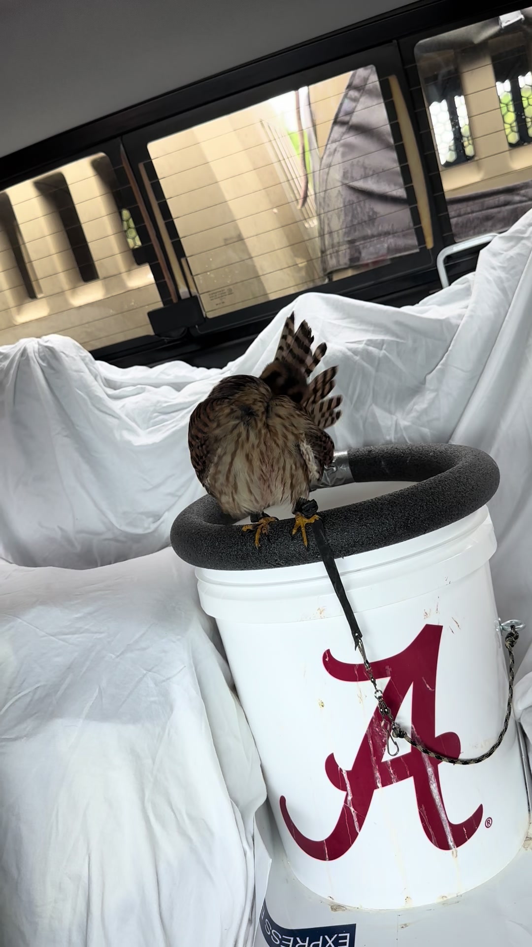 @jonesfalconry