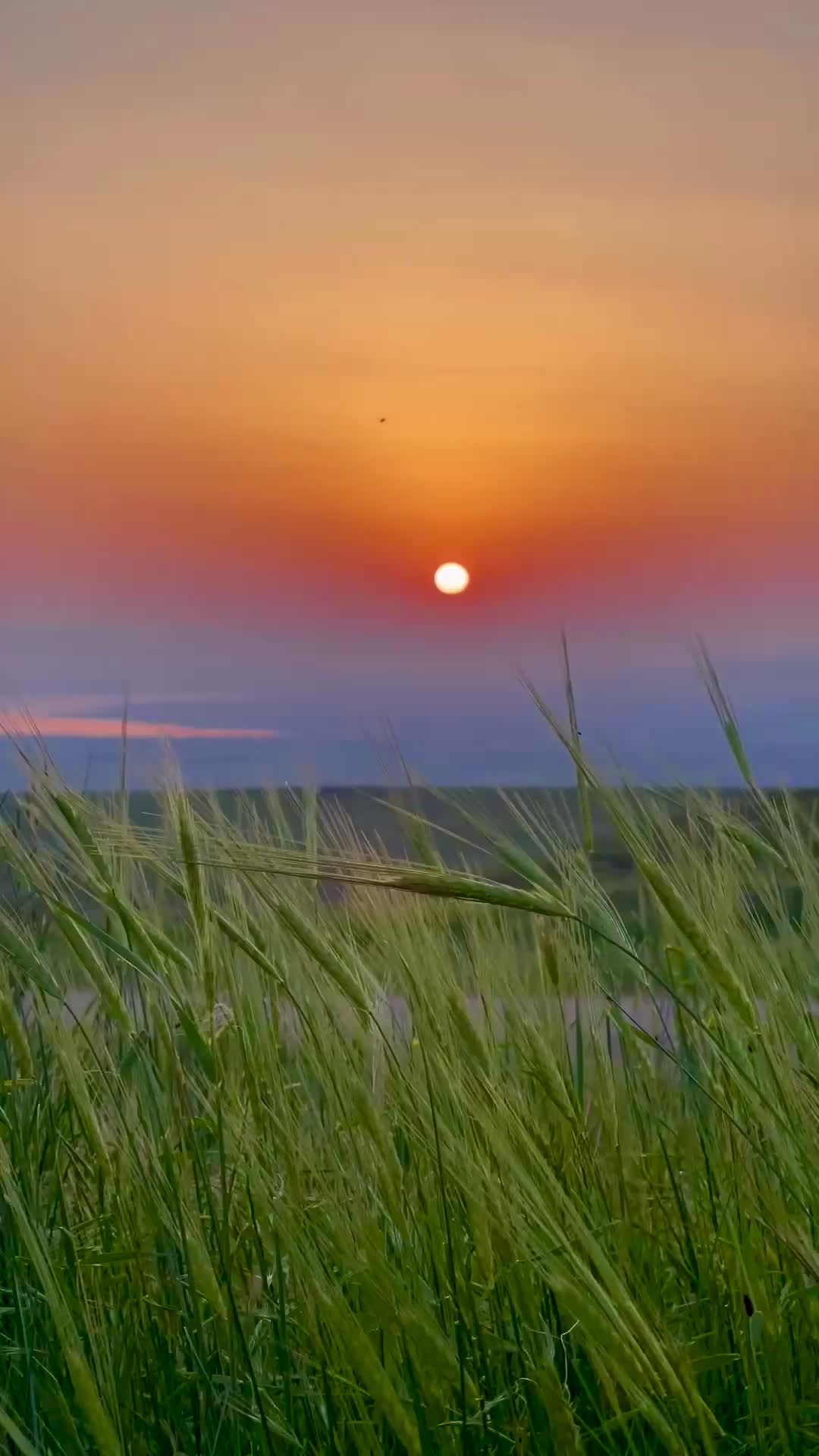 @Hawramiii