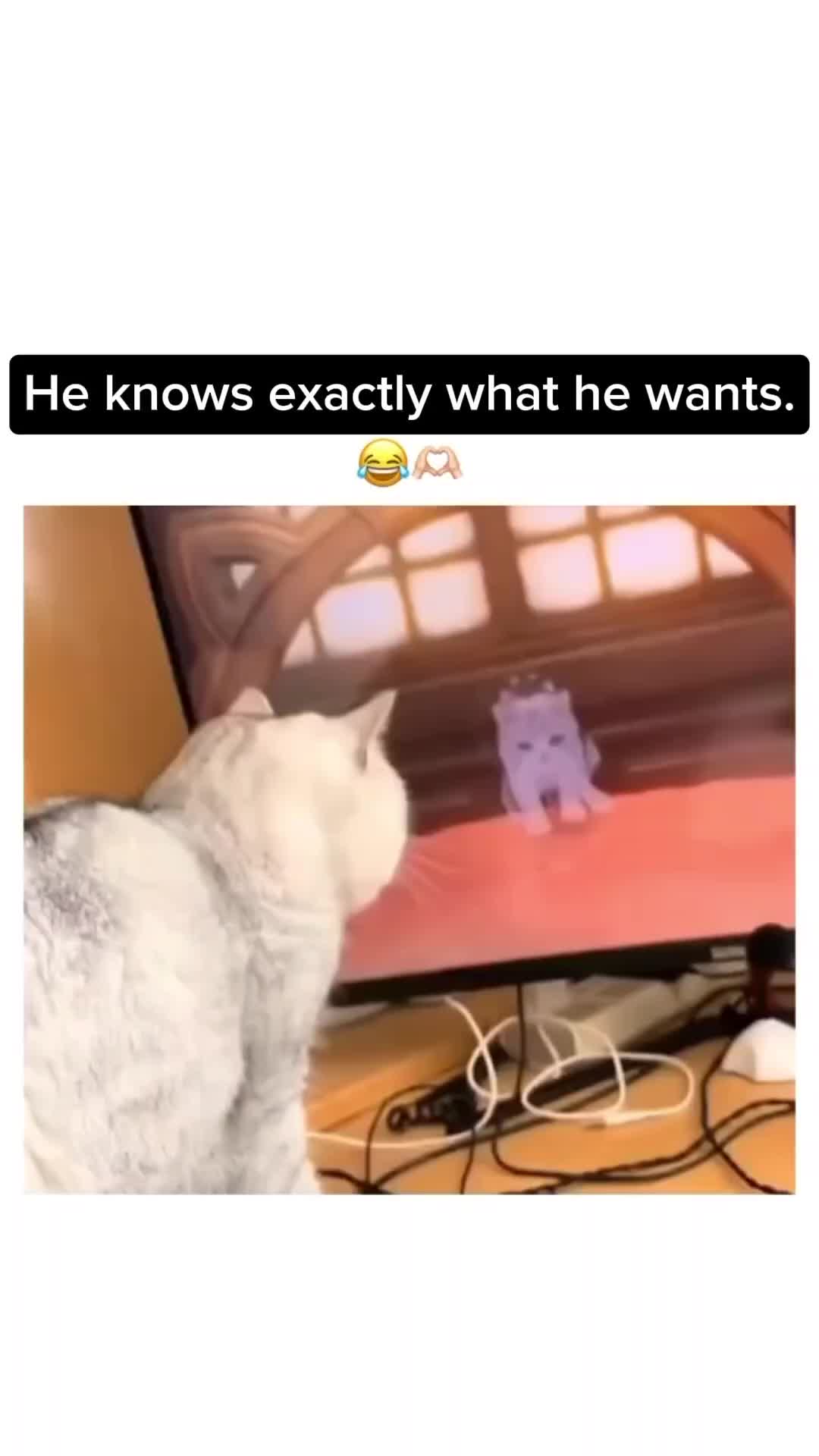 @White cat