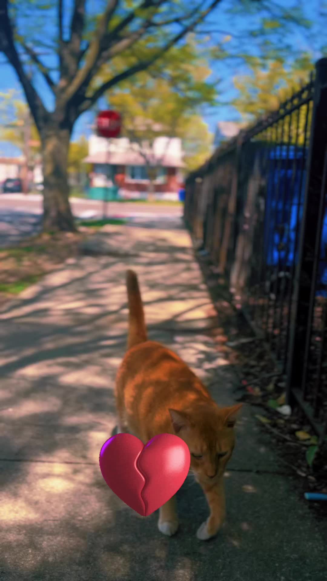 @pantherthecat_28