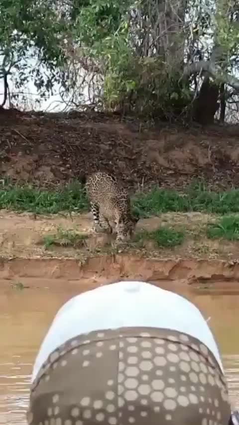 @Pantanal Sul-Matogrossense