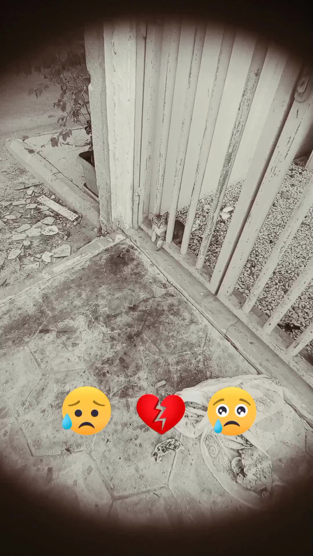 @mustakeem مستقیم احمد ❤️🤲💚
