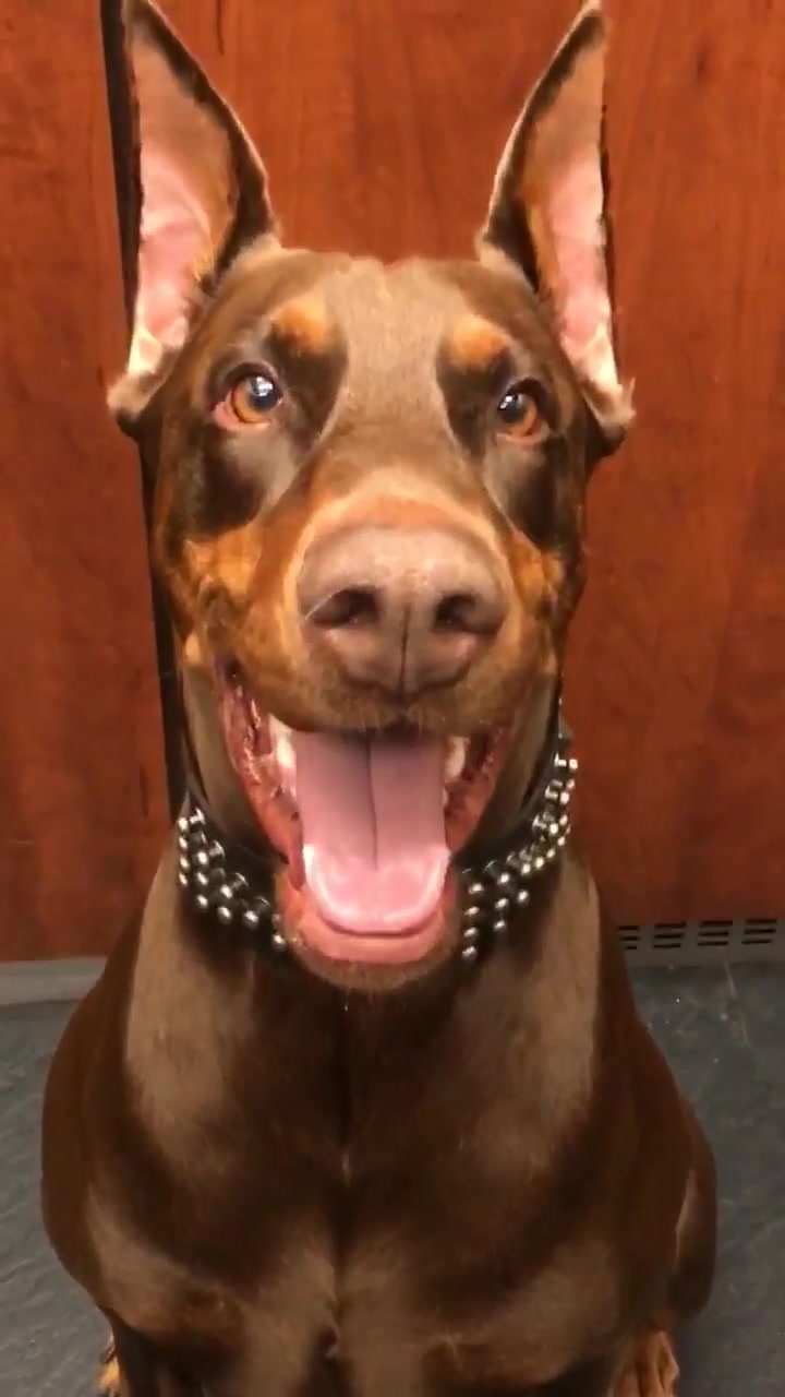 @Cairo the Doberman