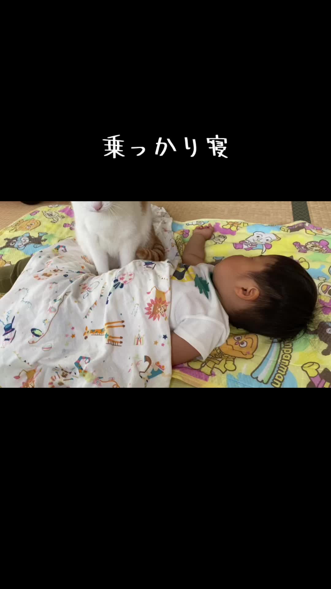 @猫のはっさく