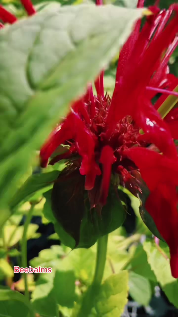 @Plants of Worth