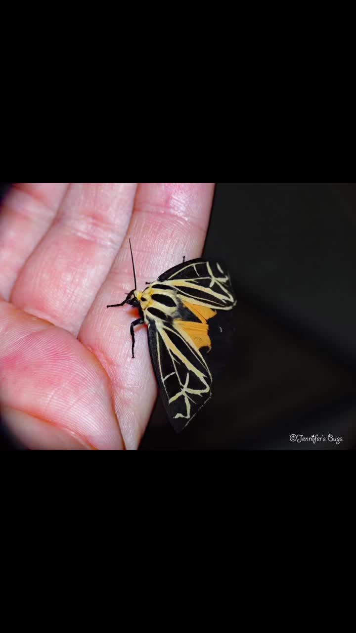 @Jennifer’s_Bugs