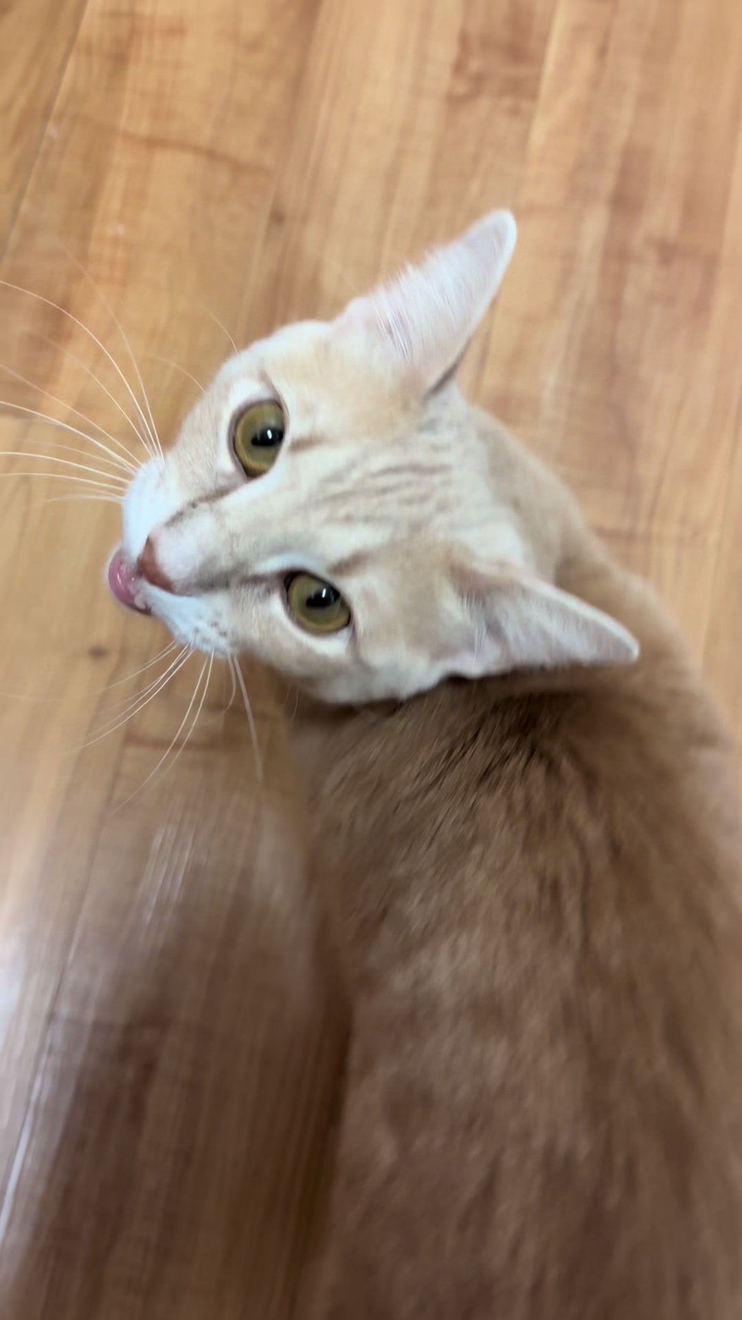 @roti_the_cat