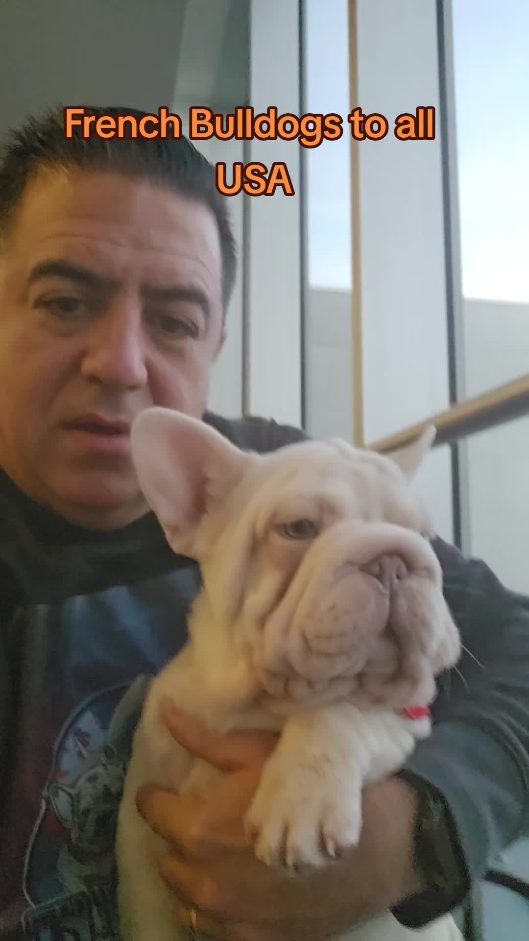 @Tommy_Yari_Frenchie