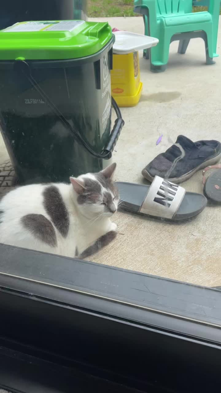 @⋆౨ৎ˚⟡˖ 小猫 ೀ⋆。˚
