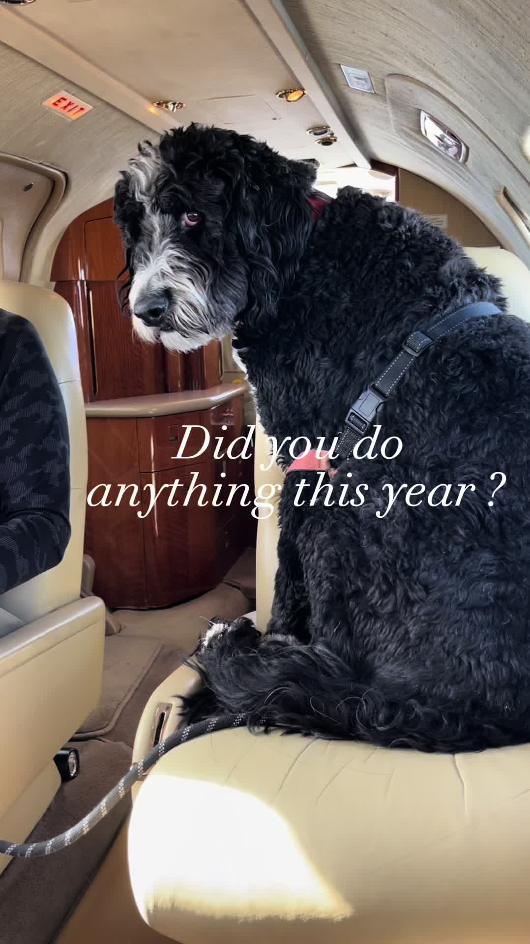 @Bernedoodlemama