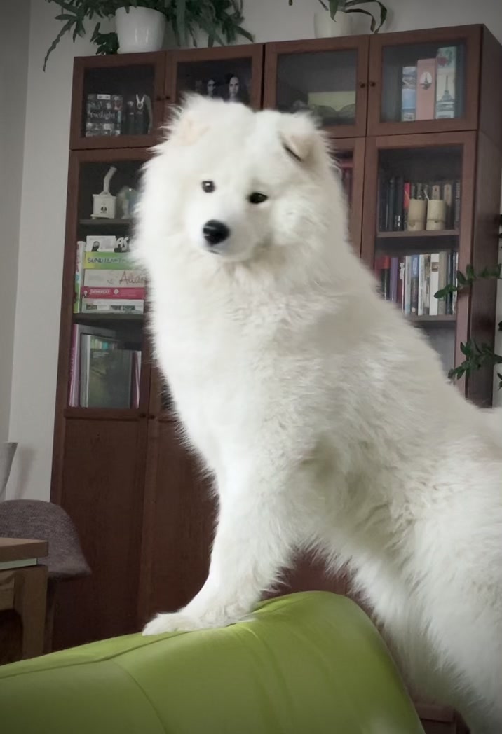 @Mendel the floppy-eared