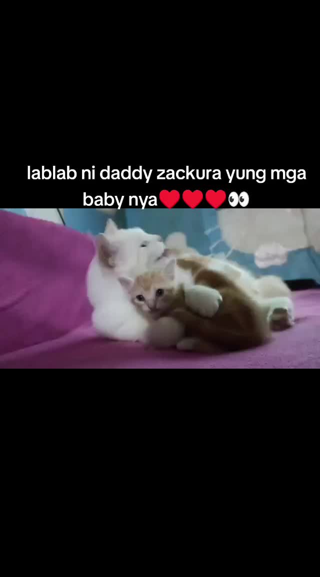 @ekoydapetlover
