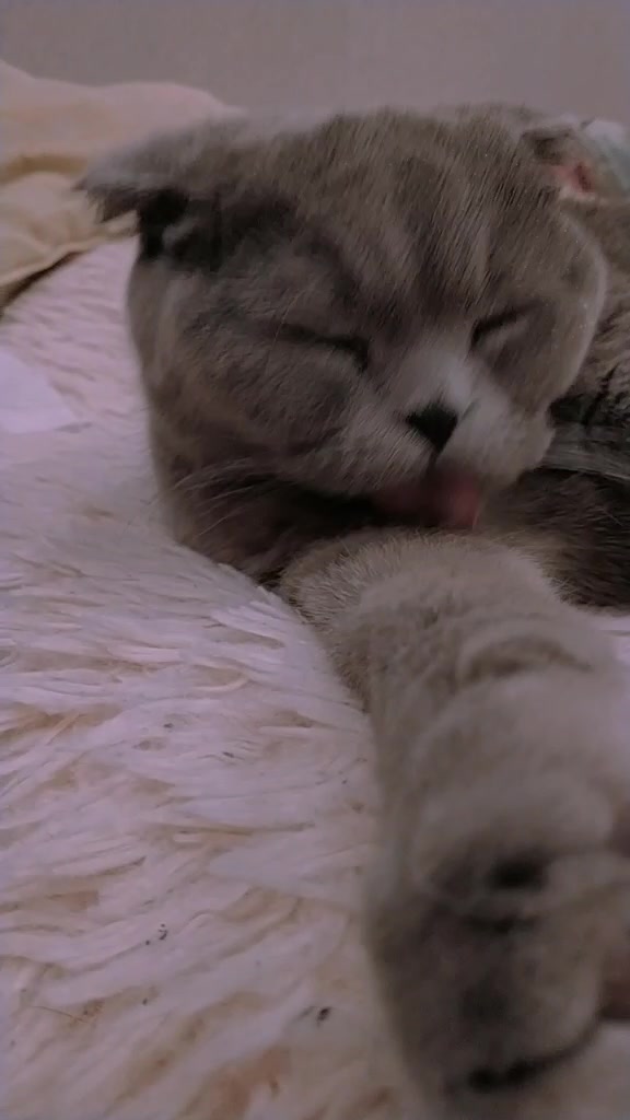 @Love Cats