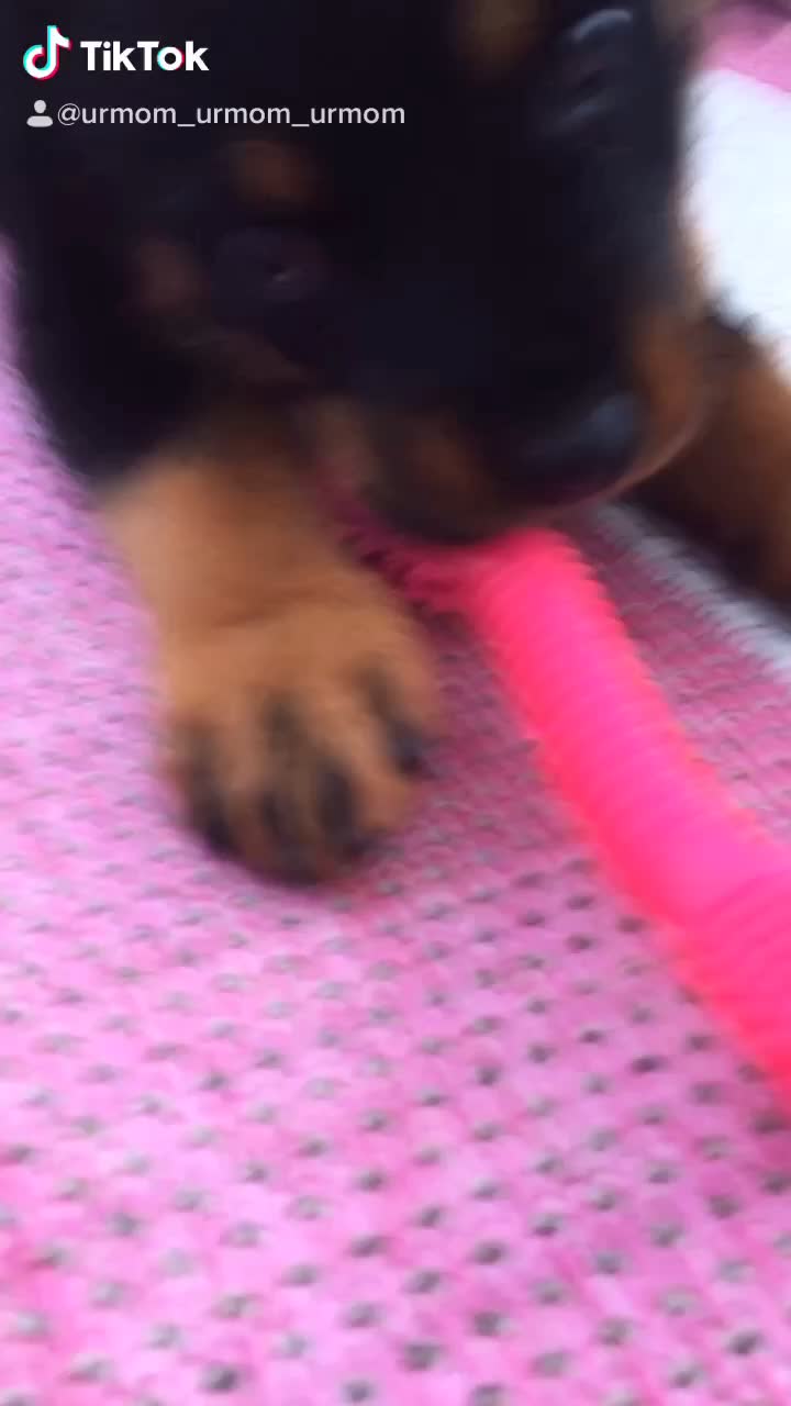 @Tuckerpuppy