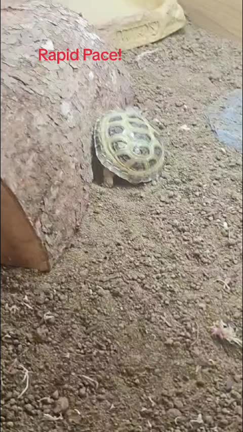 @speedy_the_tortoise