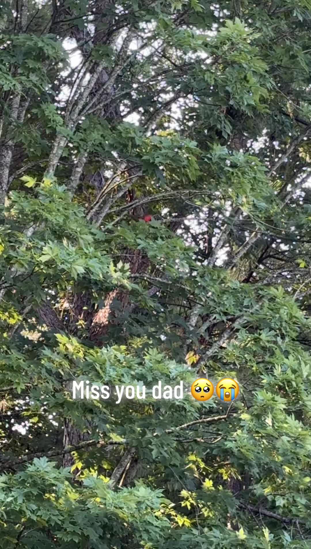 @Jazzzmom5
