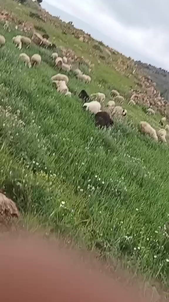 @Ala Riahi