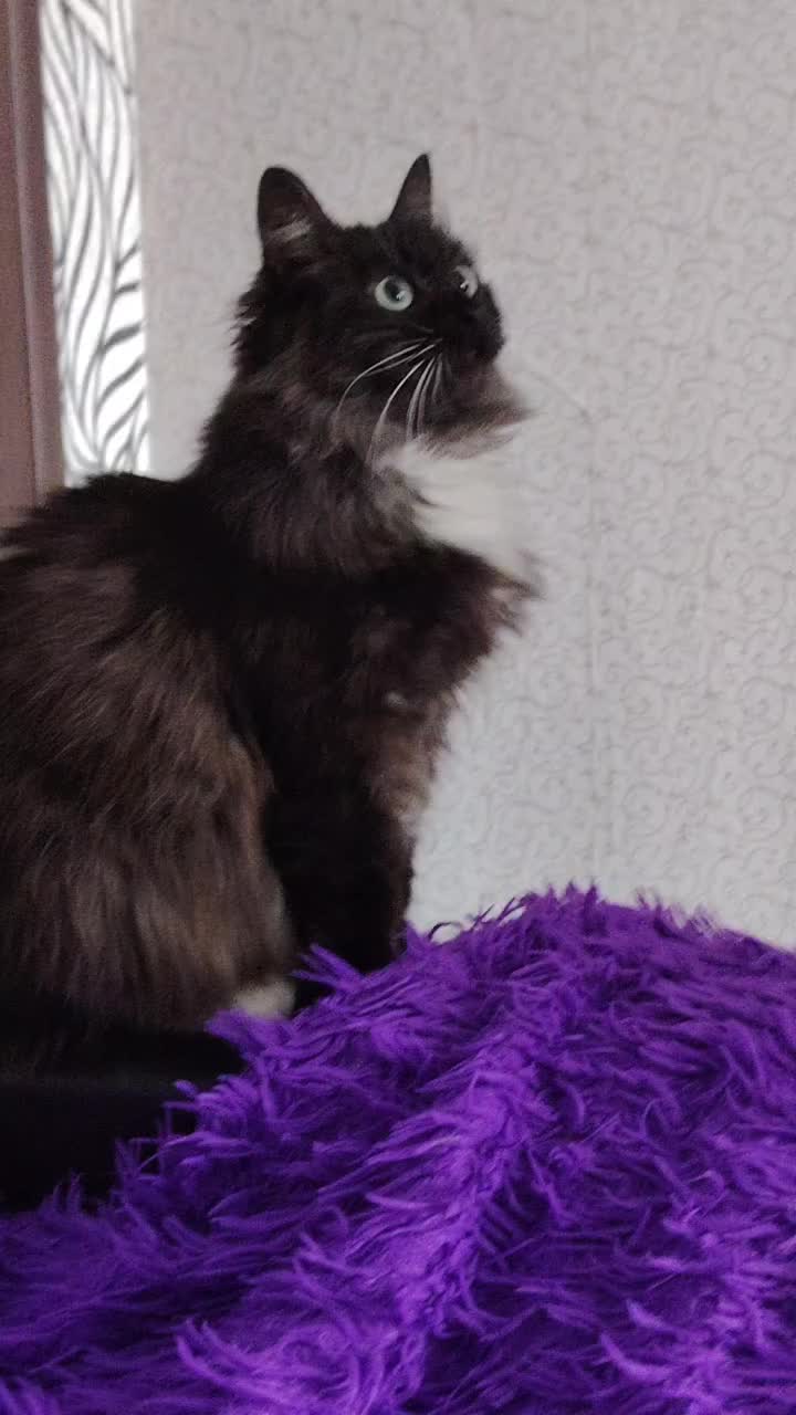 @3 друга 🦮🐱