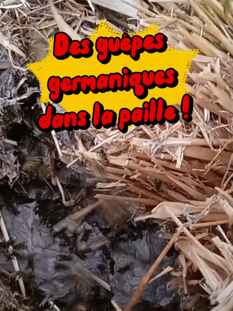 @Médoc Guêpes Frelons Services