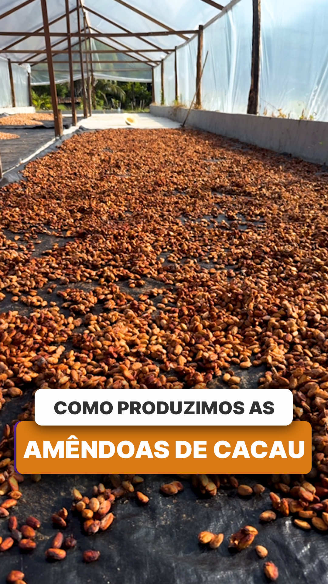 @ViveiroProMudas