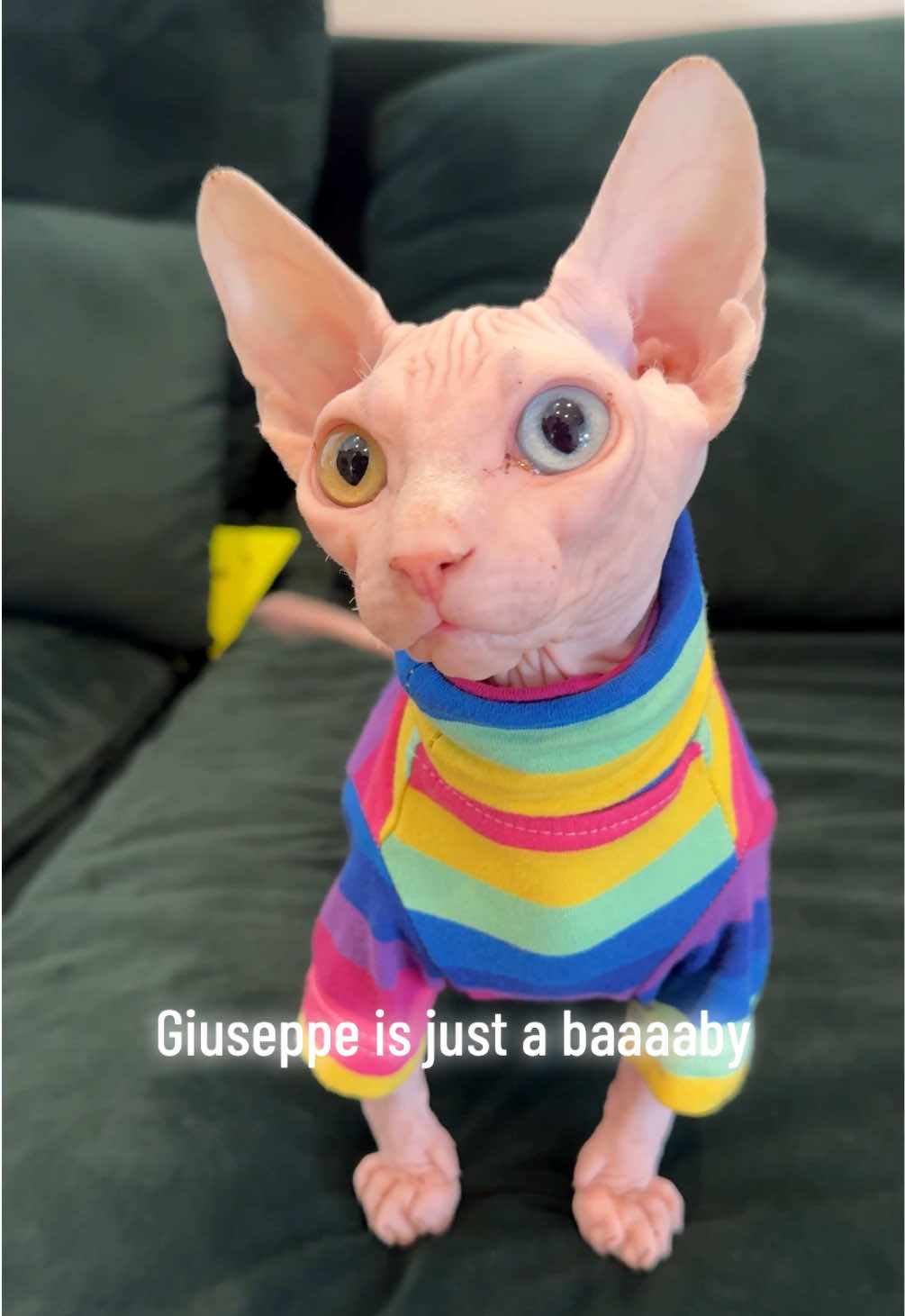 @Boba’s Buds Minskin Cats