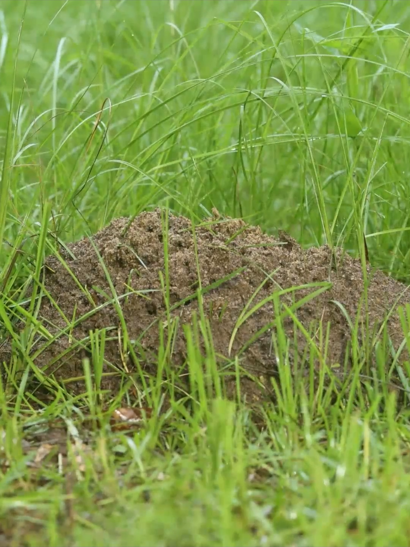 @Anthill Art