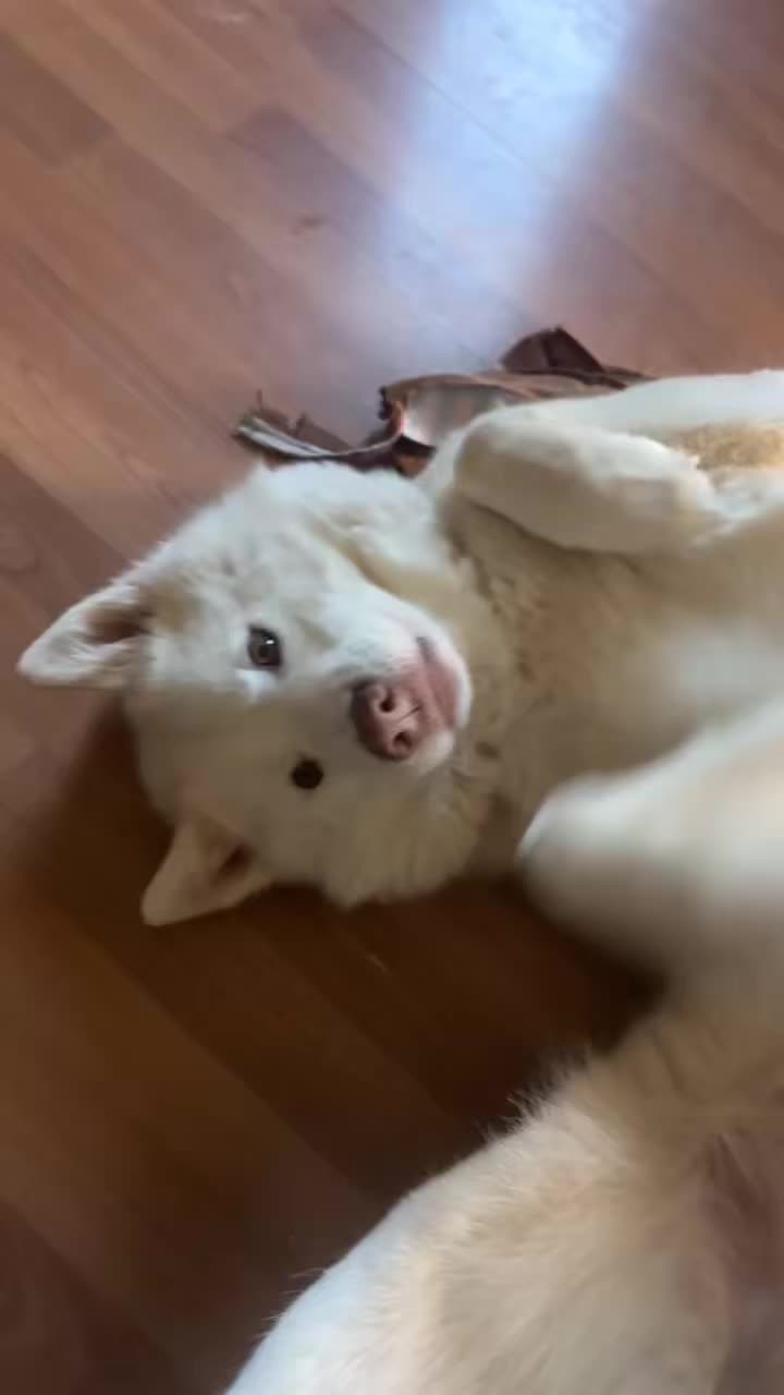 @FourHuskyteers