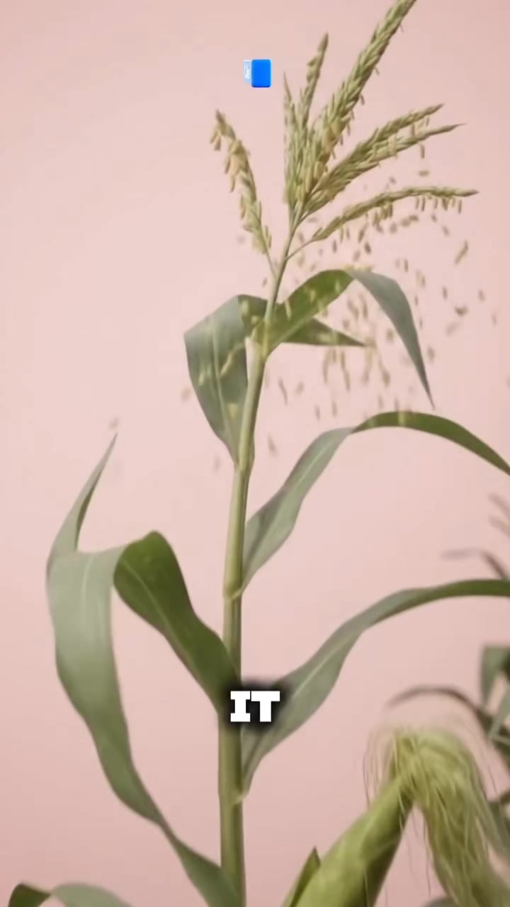 @የጓሮ ማሕበረሰብ-GARDENING COMMUNITY