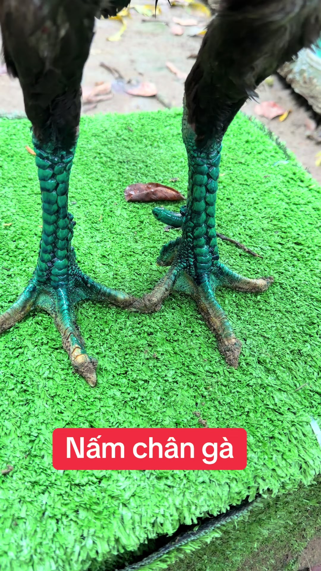 @Quyền Ba V&igrave;