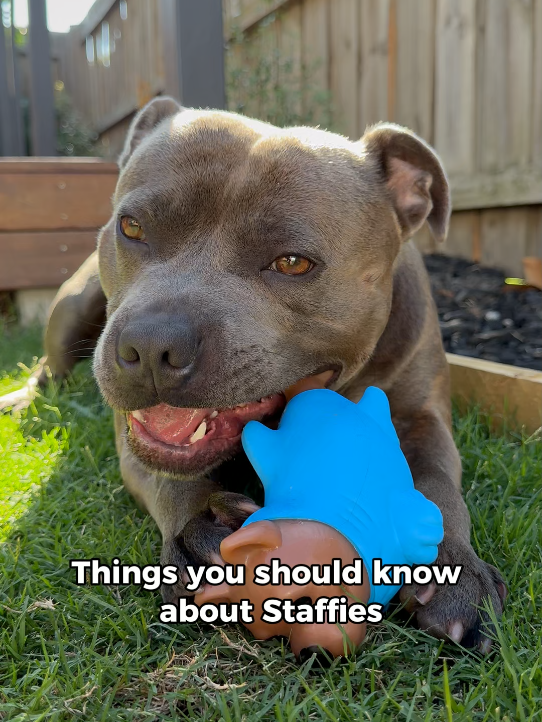 @Happy Staffy Co