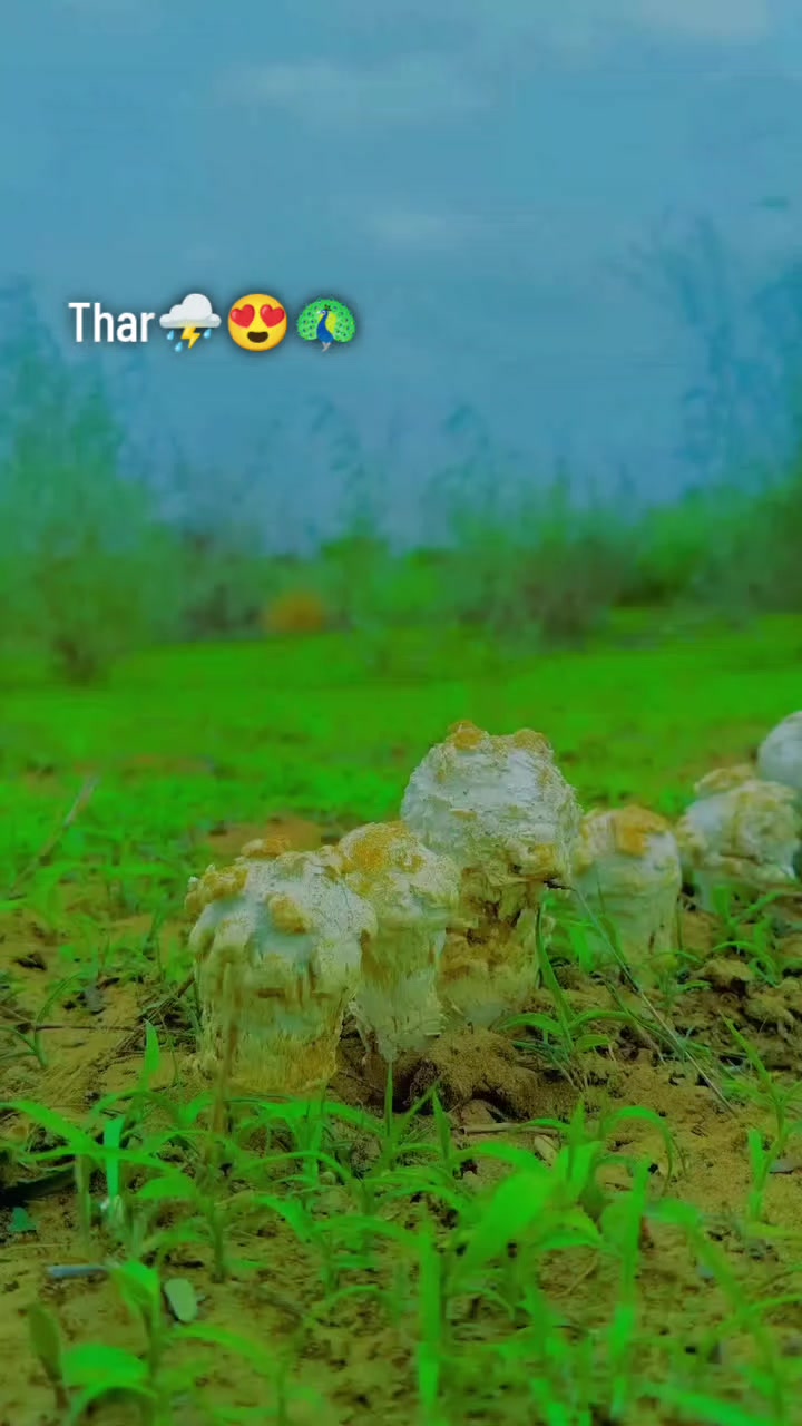 @فوزيه سومرو🥀❤️