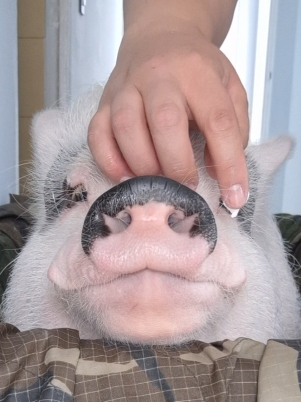 @🐷Ibi.pig🐷