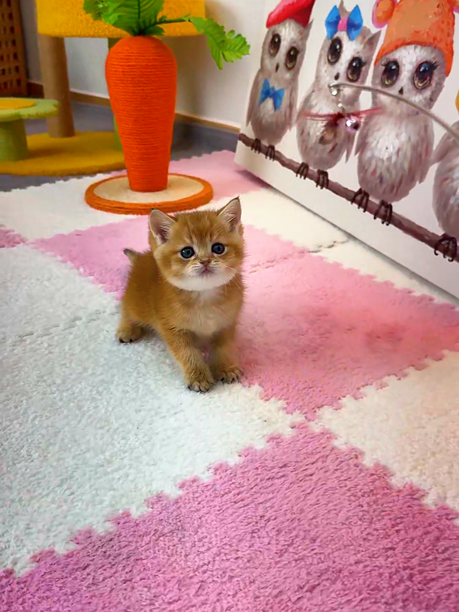 @핑발바닥은 못참는다냥🐱