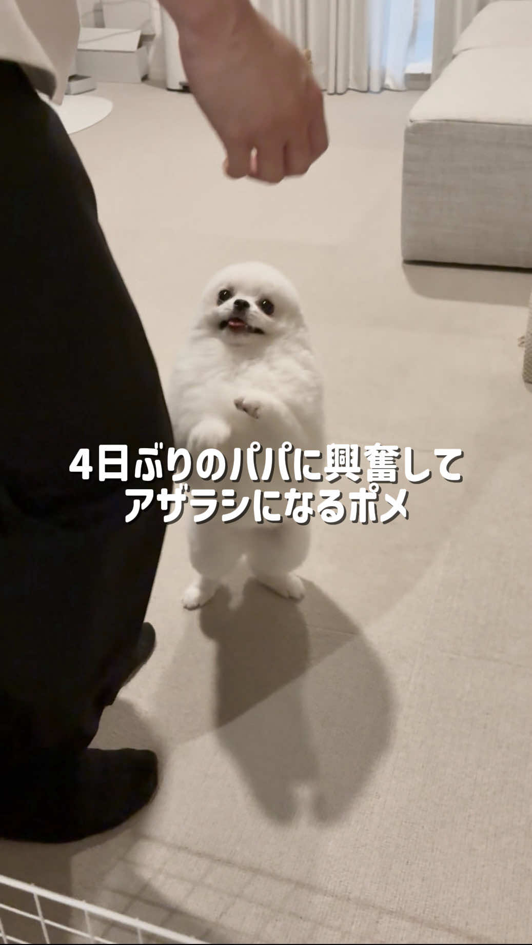 @ポメラニアンのミル🍼