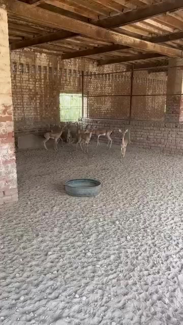 @Wildlife 🦌