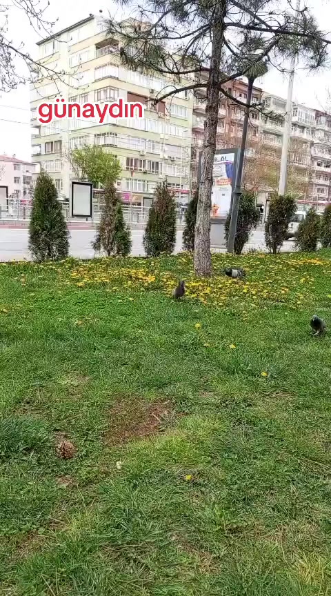 @🌹Sivas 🌹gülü 🌹