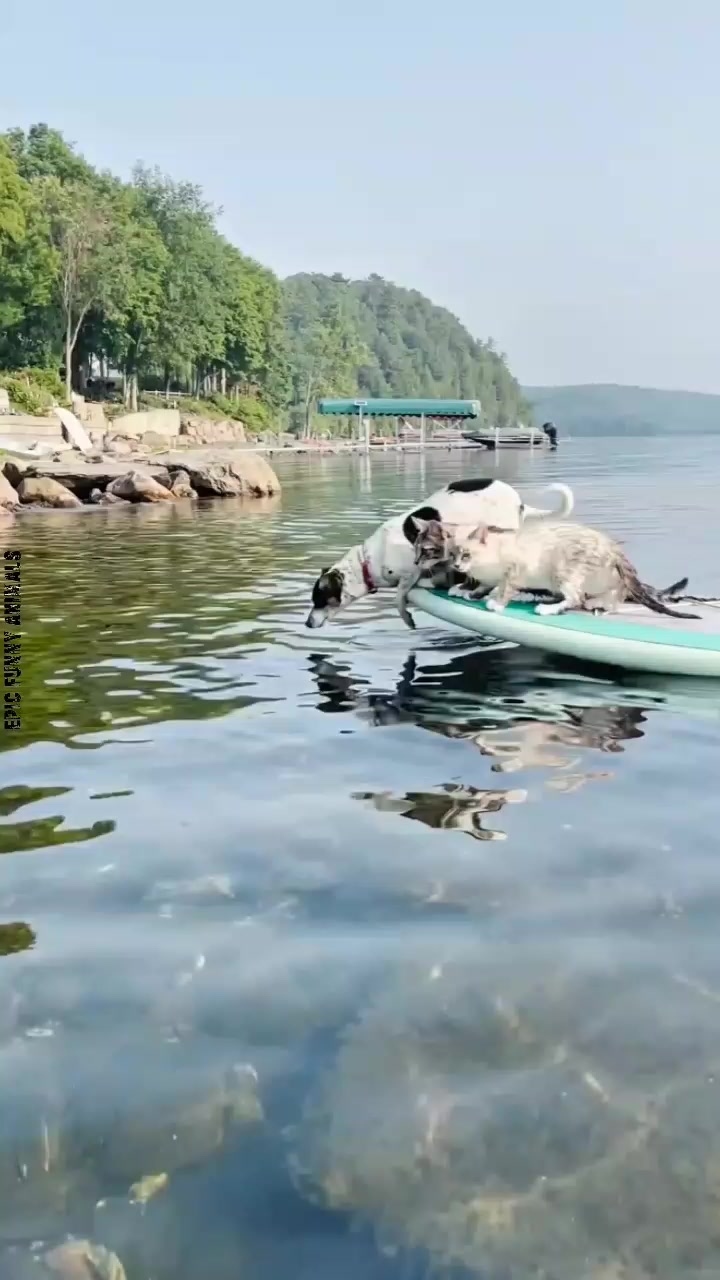 @Epic Funny Animals
