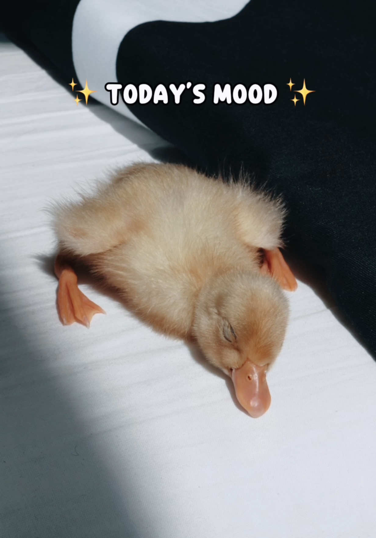 @ducks_in_space🪿🪿💦