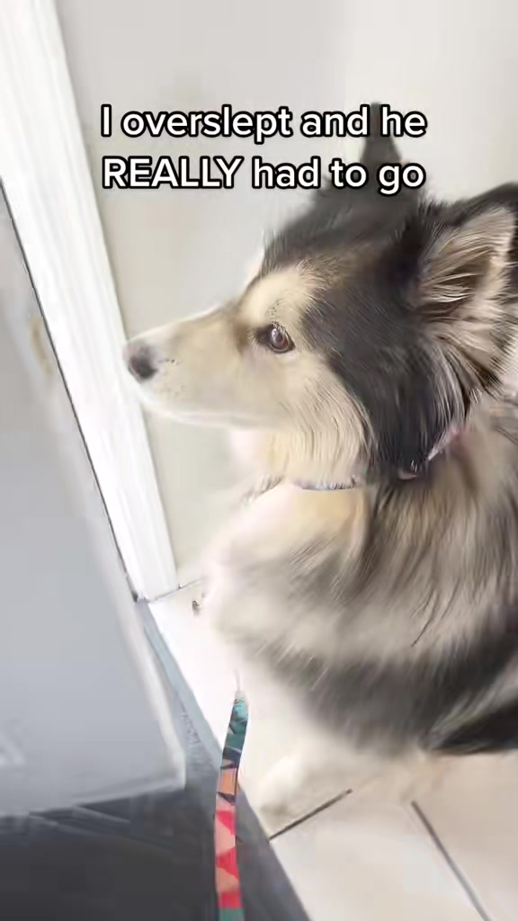 @Bandit The Husky