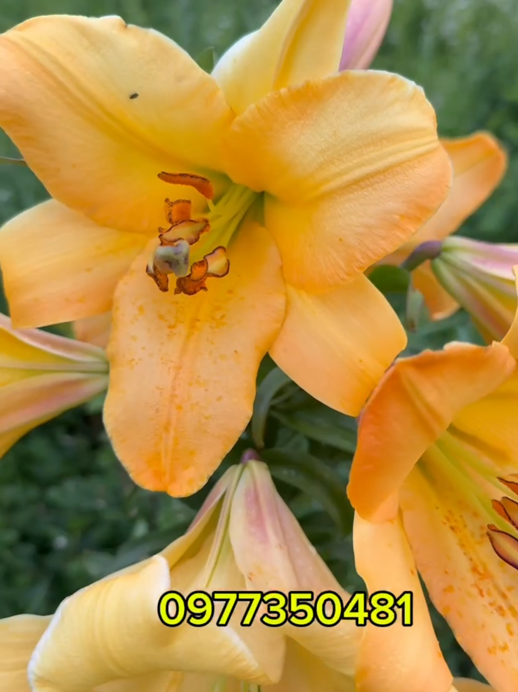 @maxflora0977350481