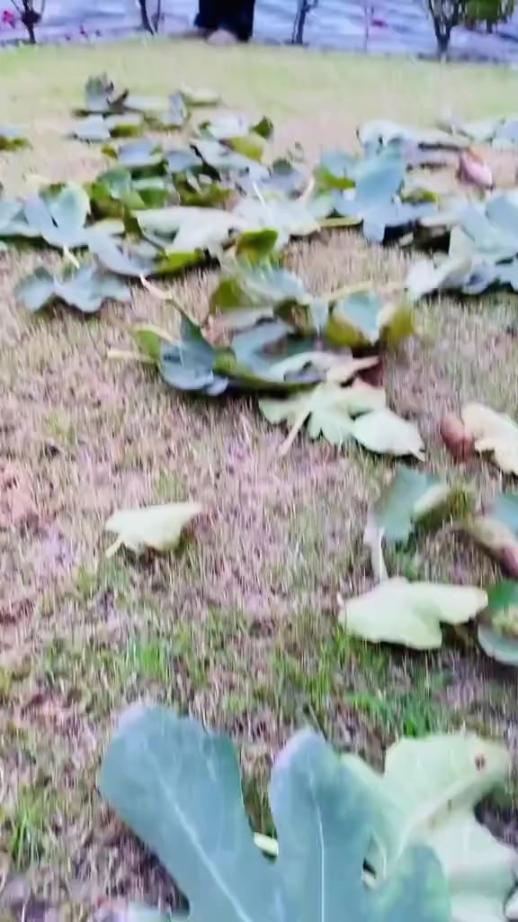 @ᴀᴅᴠᴏᴄᴀᴛᴇ ɴᴏᴍᴀɴ ʙᴀꜱʜɪʀ 👈