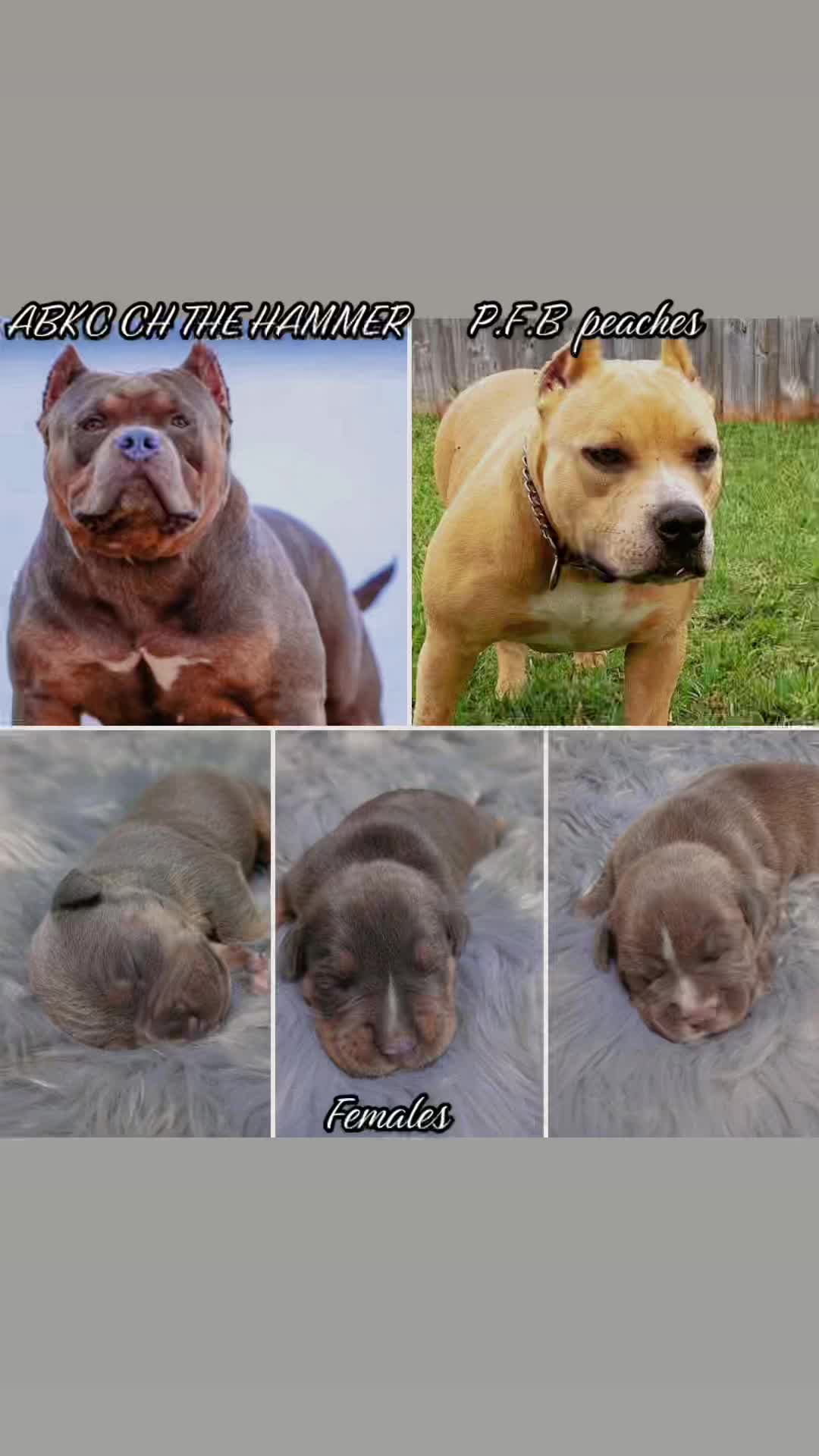 @poseyfambullies