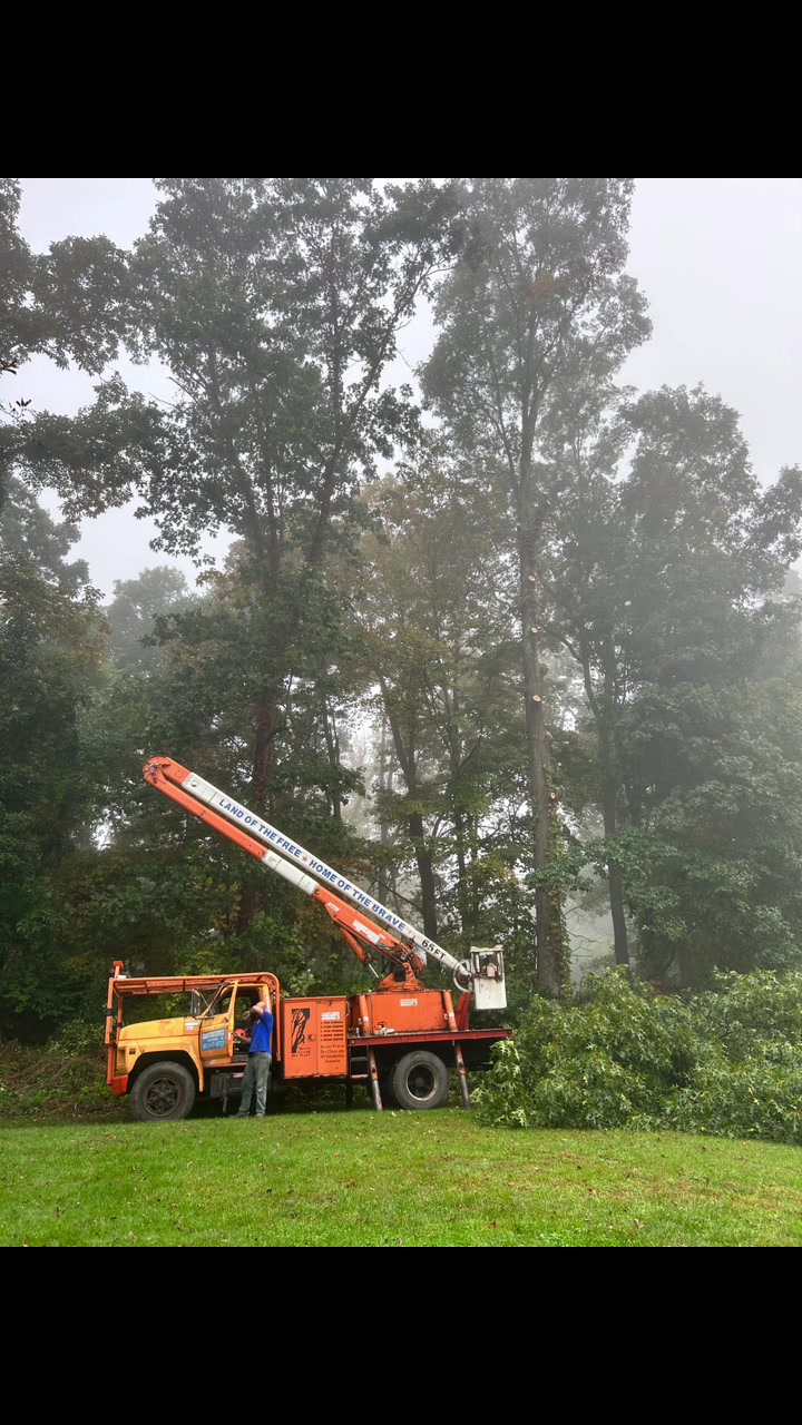 @Chads Tree Service